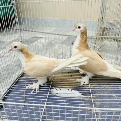 argent for sale sherazi pair