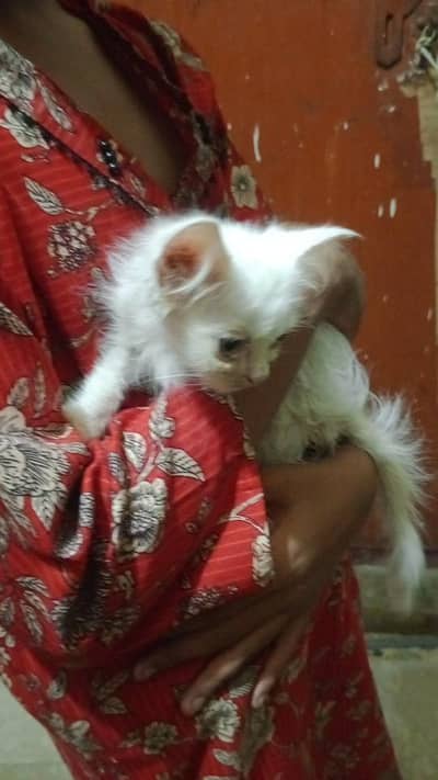 ketin 2 month white male punch face