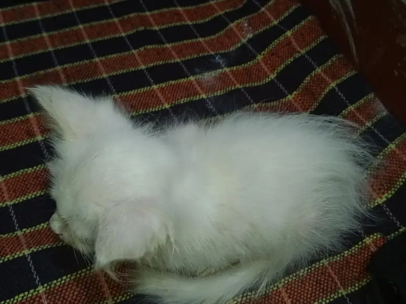 ketin 2 month white male punch face — photo 2