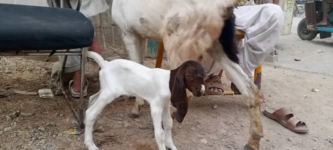 چار دانت کی بکری پہلی دفعہ بچہ دیا نر بچہ ساتھ