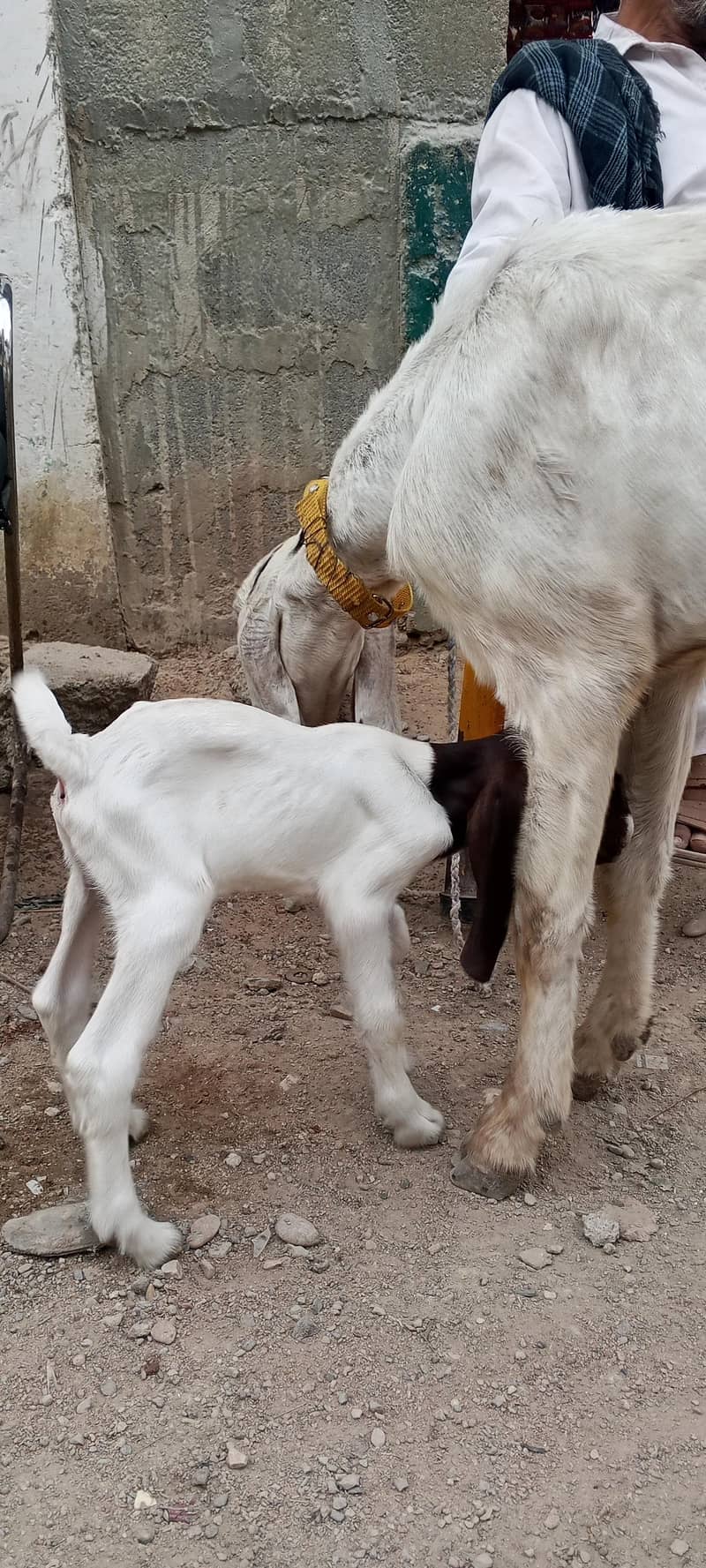 چار دانت کی بکری پہلی دفعہ بچہ دیا نر بچہ ساتھ 2