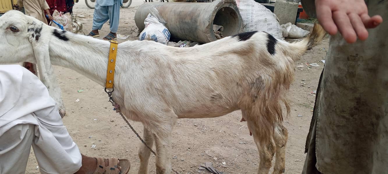 چار دانت کی بکری پہلی دفعہ بچہ دیا نر بچہ ساتھ 3