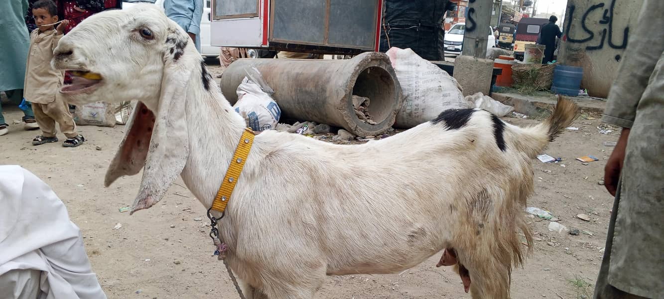 چار دانت کی بکری پہلی دفعہ بچہ دیا نر بچہ ساتھ 4
