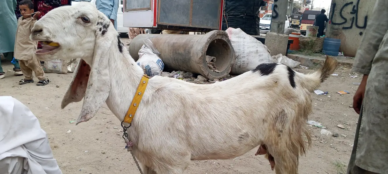 چار دانت کی بکری پہلی دفعہ بچہ دیا نر بچہ ساتھ — photo 5