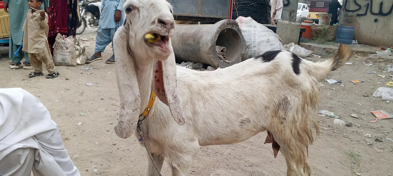 چار دانت کی بکری پہلی دفعہ بچہ دیا نر بچہ ساتھ — photo 6