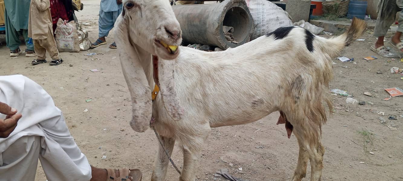 چار دانت کی بکری پہلی دفعہ بچہ دیا نر بچہ ساتھ 6