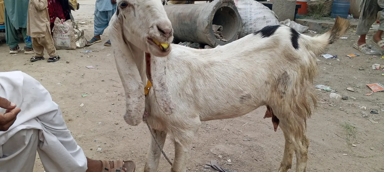 چار دانت کی بکری پہلی دفعہ بچہ دیا نر بچہ ساتھ — photo 7