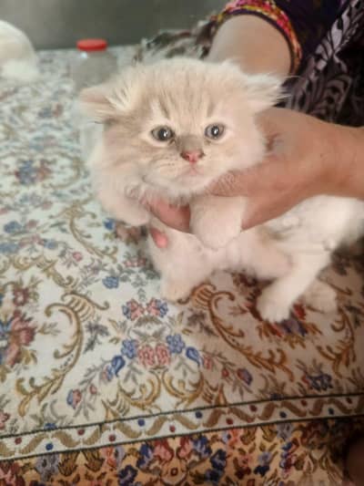 persion cats Double coated