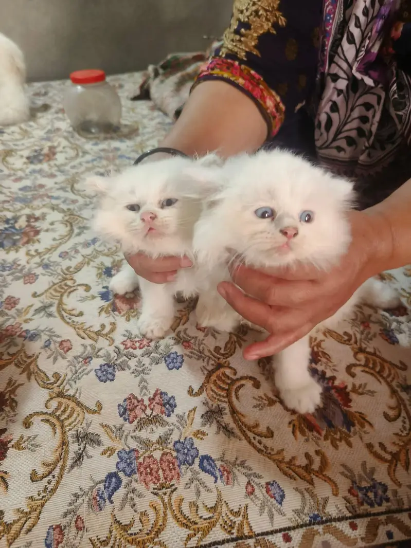 persion cats Double coated — photo 2