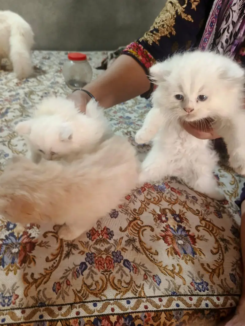 persion cats Double coated — photo 3