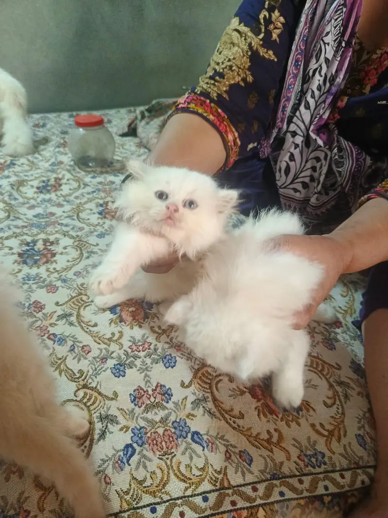 persion cats Double coated — photo 4