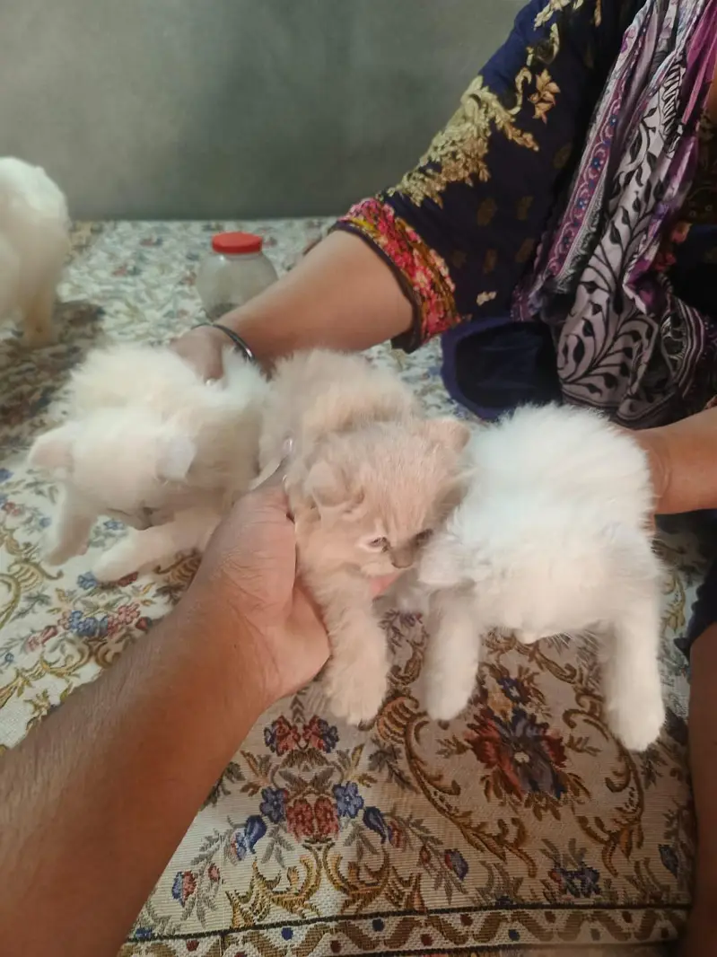 persion cats Double coated — photo 5