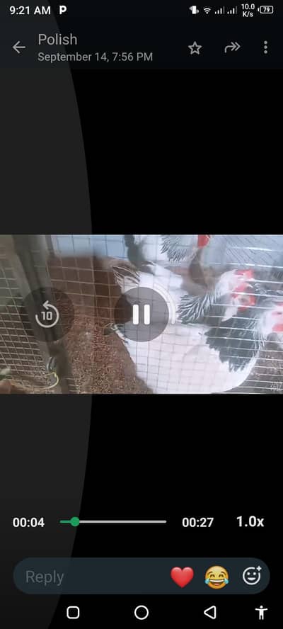 light sussex chicks for sale