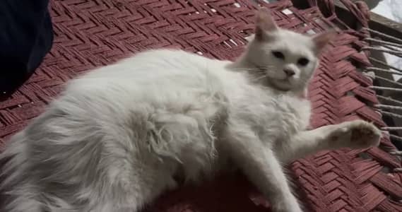 Persian Cat