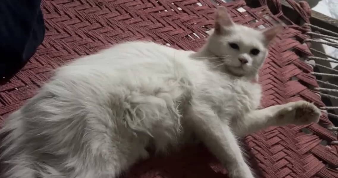 Persian Cat 0