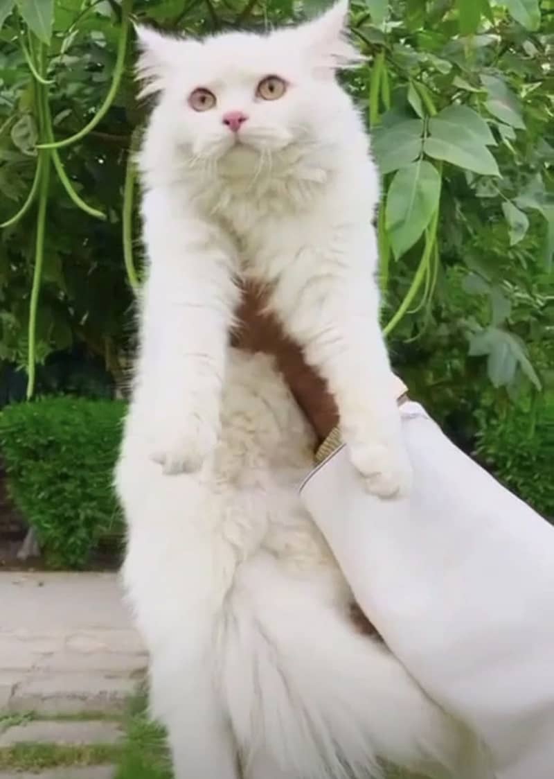 Persian Cat 1