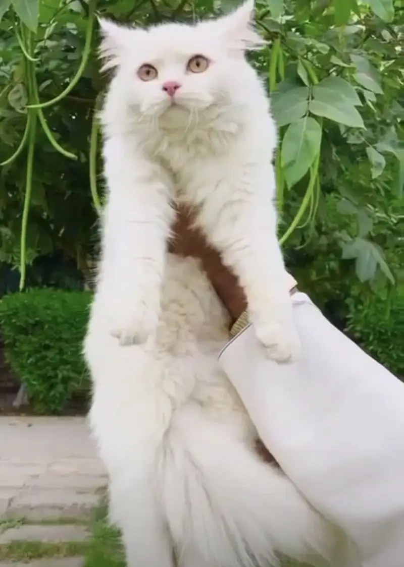 Persian Cat — photo 2