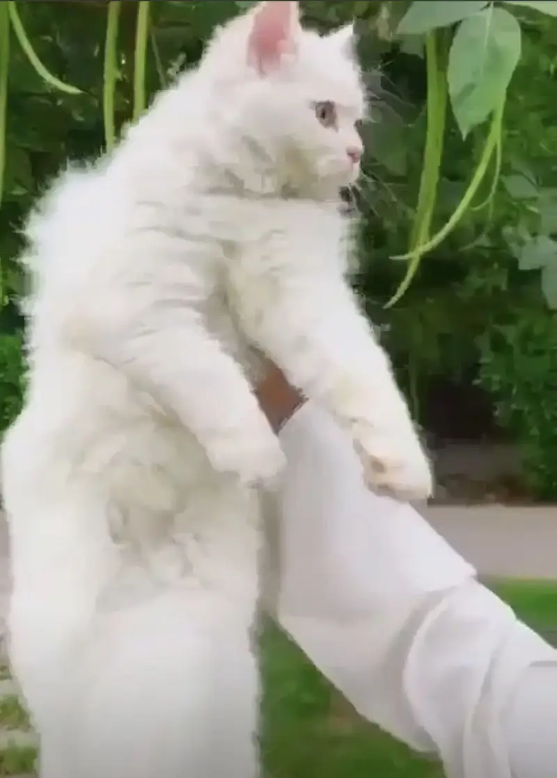 Persian Cat — photo 3