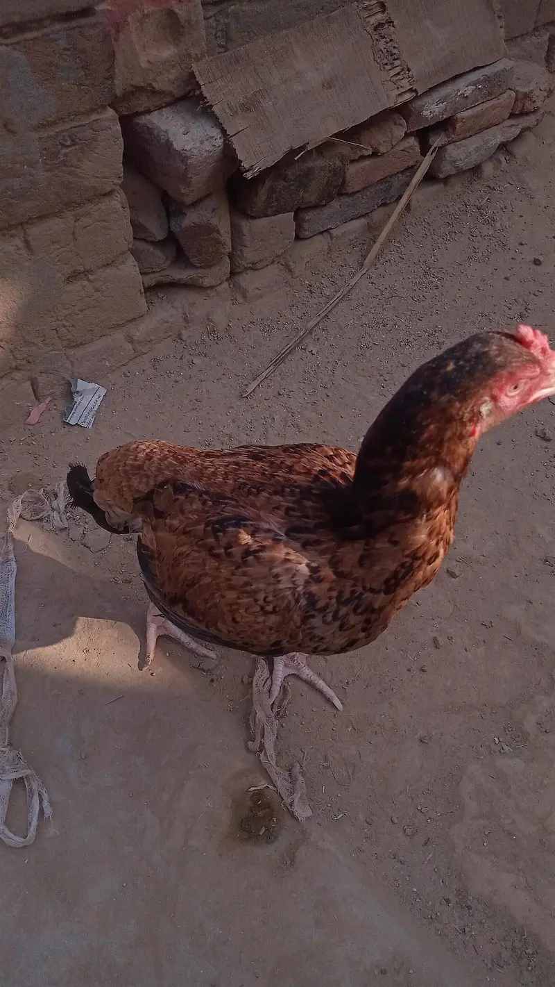 aseel murgi — photo 4