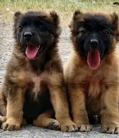 afgani alabi Kuche pair 2 mahnt for sale active and healthy available