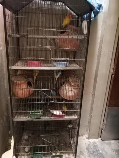 budgie lovebirds with cage