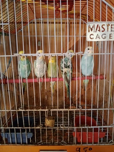 parrots