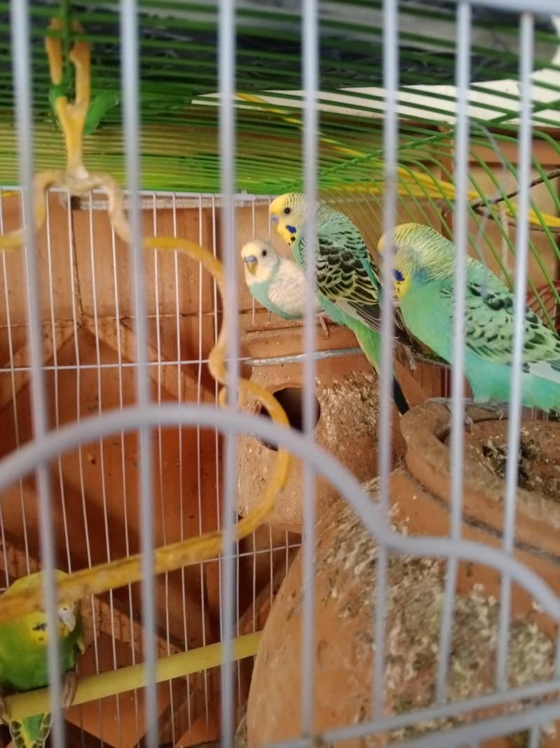 parrots 1
