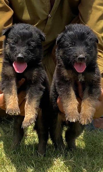 German shepherd long cout pair 2 mahnt for sale active and healthy