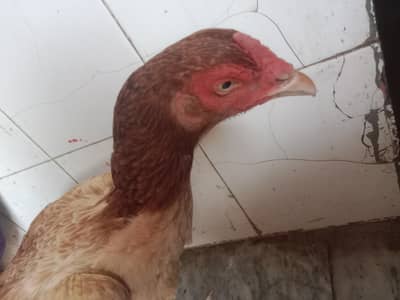 Pure Aseel Female For sale