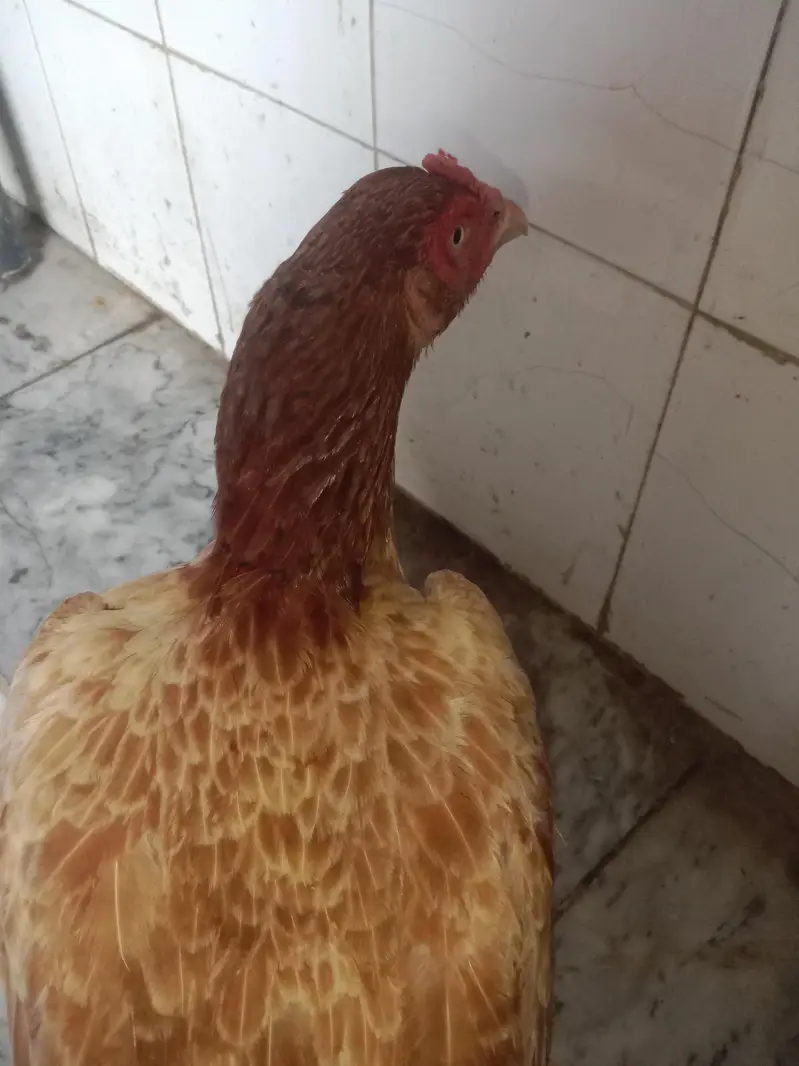 Pure Aseel Female For sale — photo 2