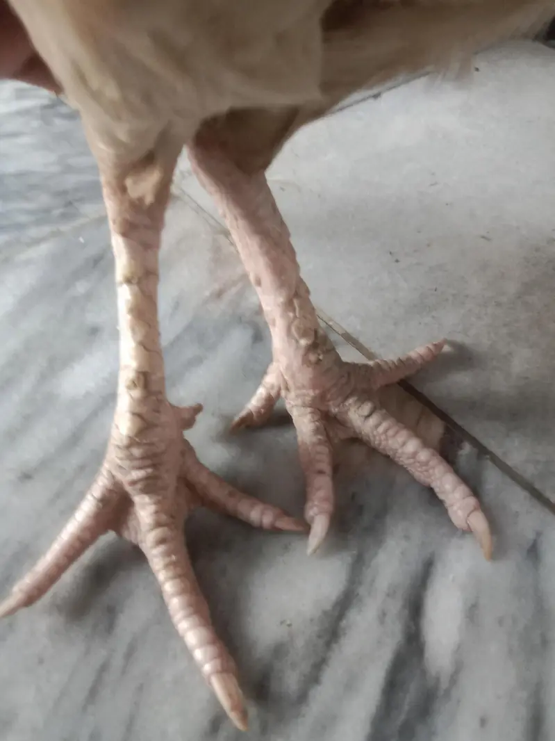 Pure Aseel Female For sale — photo 3