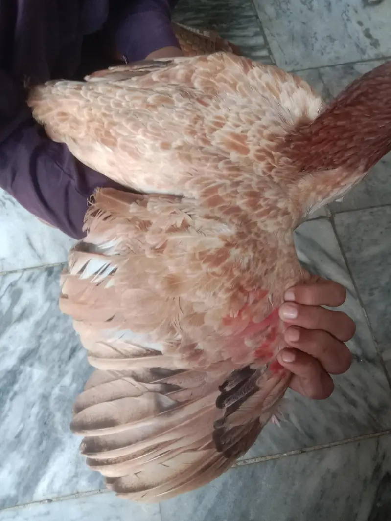 Pure Aseel Female For sale — photo 4