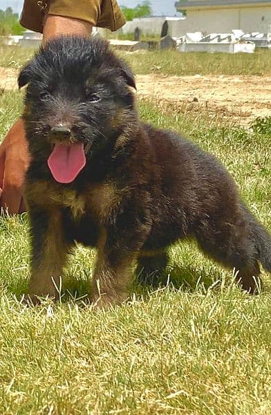 German shepherd long cout mail 2 mahnt for sale active and healthy