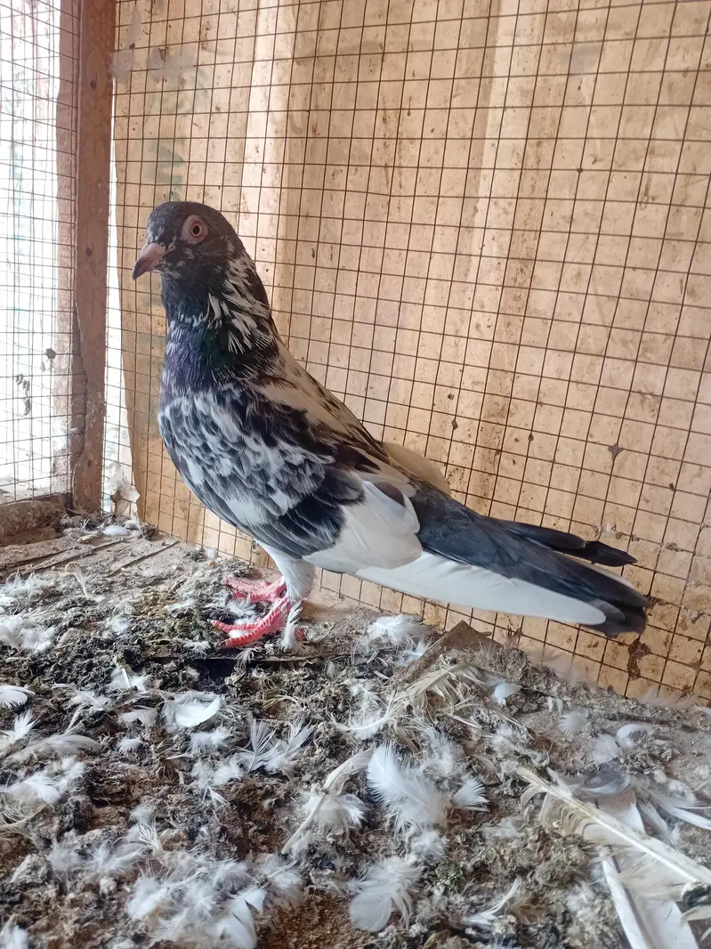 kamagar breeder madi