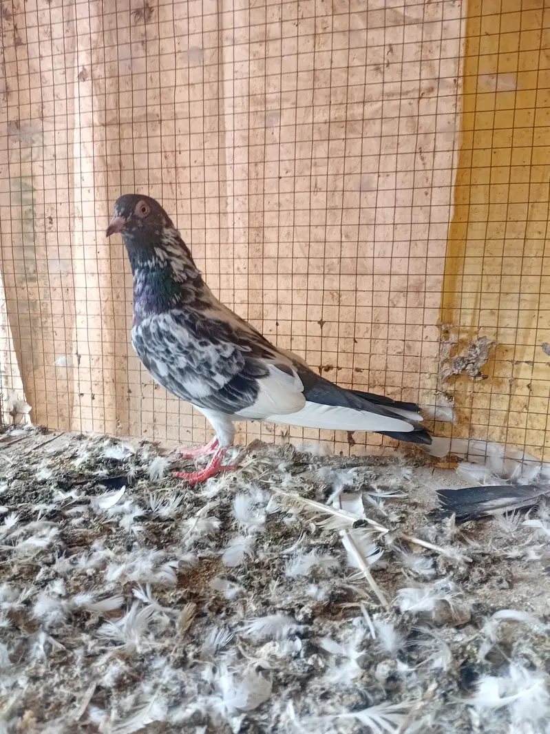 kamagar breeder madi — photo 2