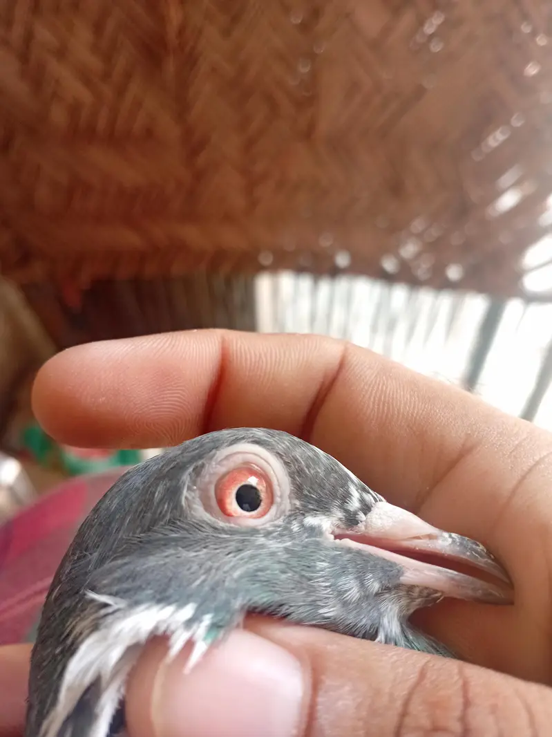 kamagar breeder madi — photo 3
