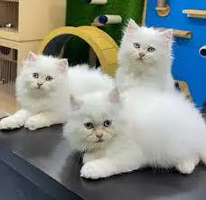 Persian cats My WhatsApp 03194866020  /®%®¥€#&_#$ — photo 3