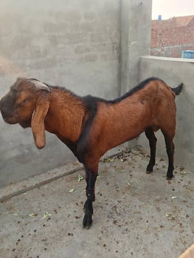 top quality breedar for sale