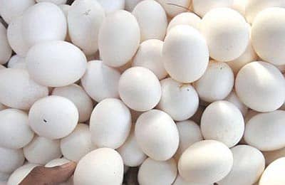 starter eggs 0