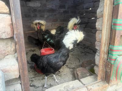polish pair and aseel chicks available