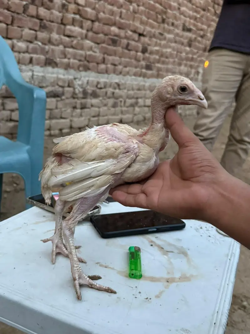 polish pair and aseel chicks available — photo 4