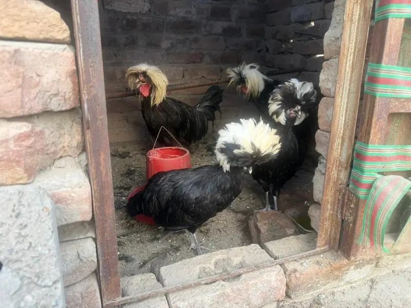 polish pair and aseel chicks available — photo 5