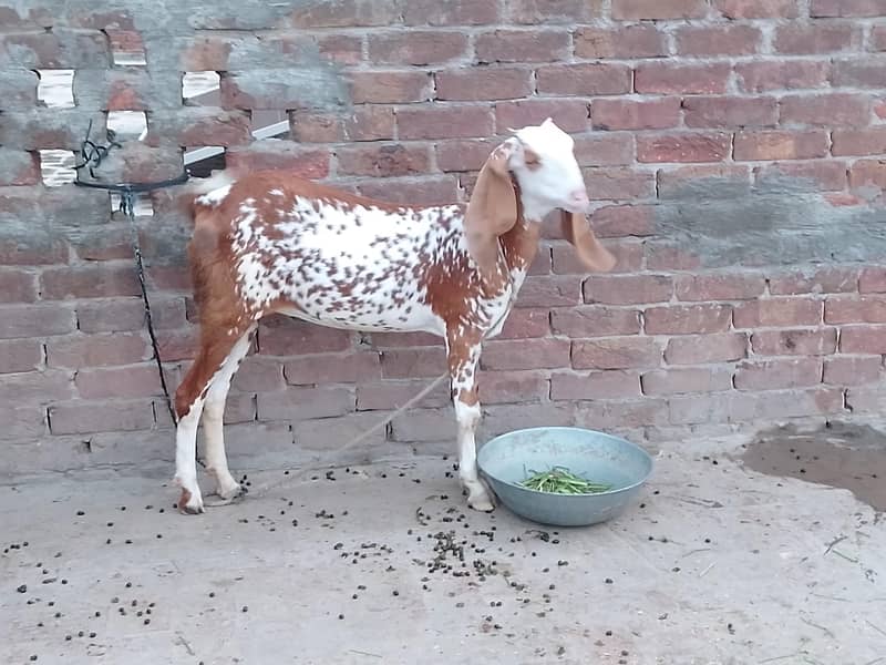 Cheeni Bakri(Path) 0
