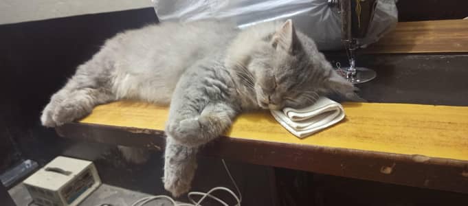 Persian Cat For sale