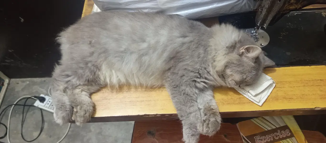 Persian Cat For sale — photo 2