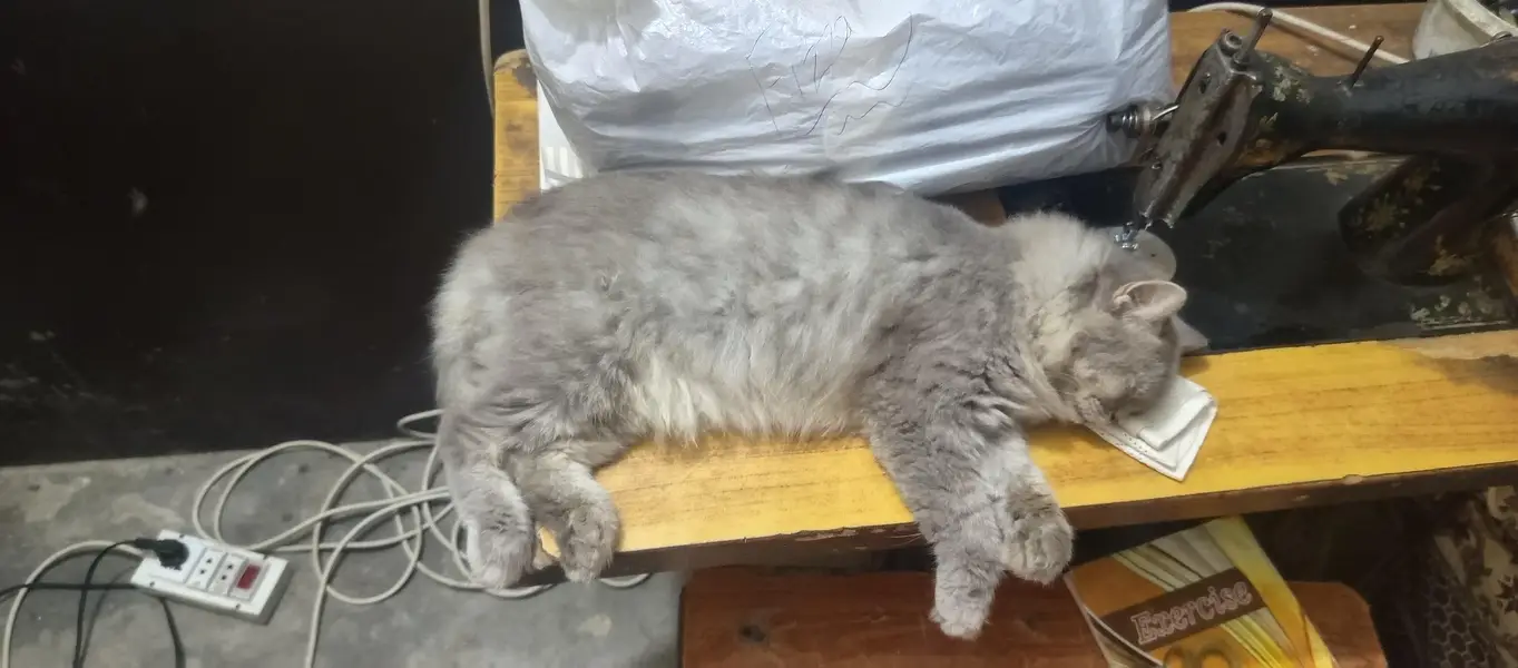 Persian Cat For sale — photo 3