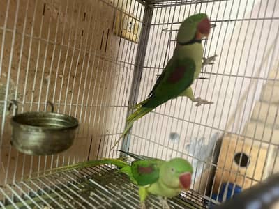 kashmiri for sale breeder pair