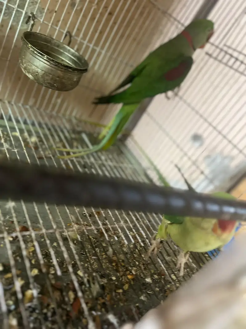 kashmiri for sale breeder pair — photo 2
