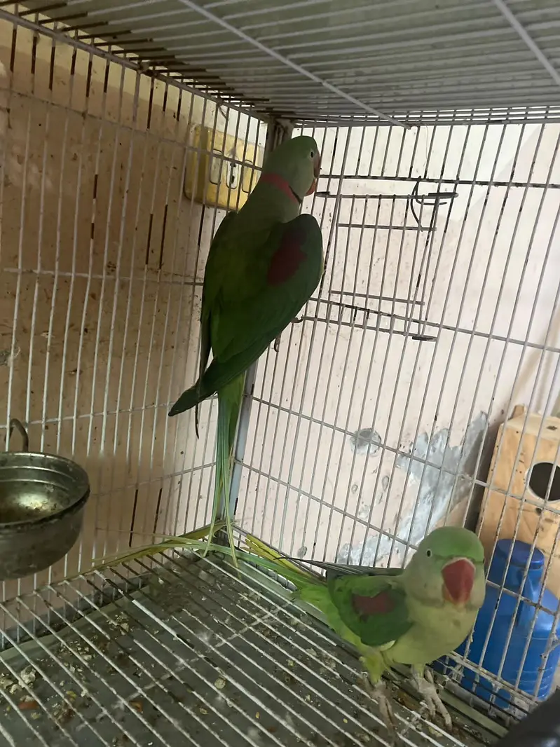 kashmiri for sale breeder pair — photo 3
