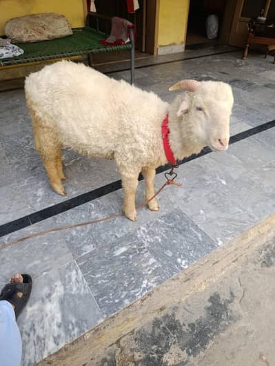 longtail merino Raam sheep